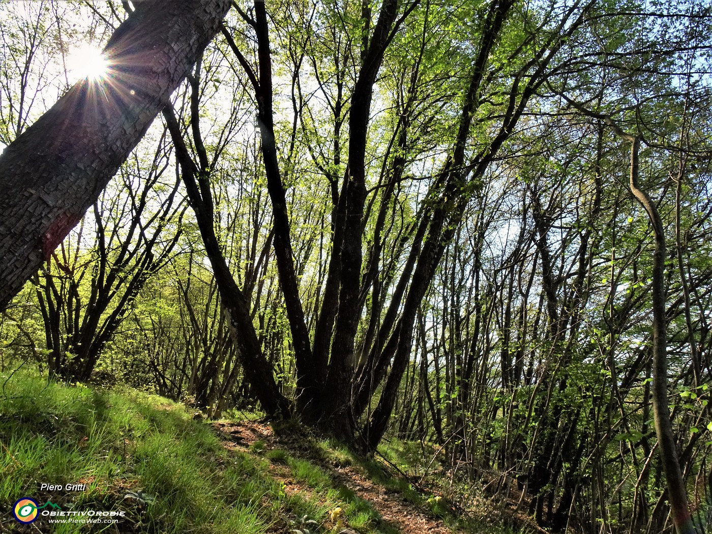 28 Bosco di prevalenti carpini neri.JPG